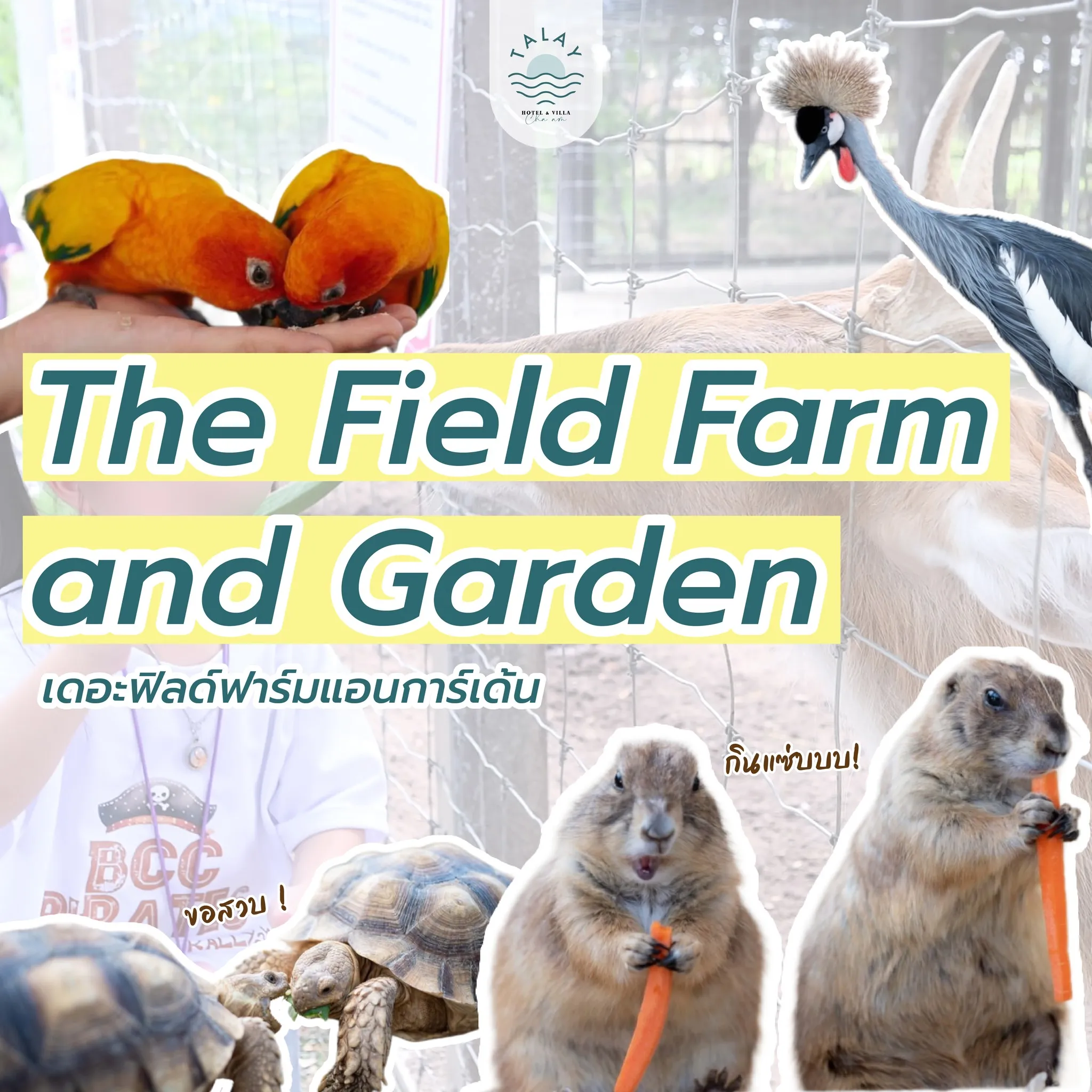 เดอะฟิลด์ฟาร์มแอนการ์เด้น The Field Farm and Garden