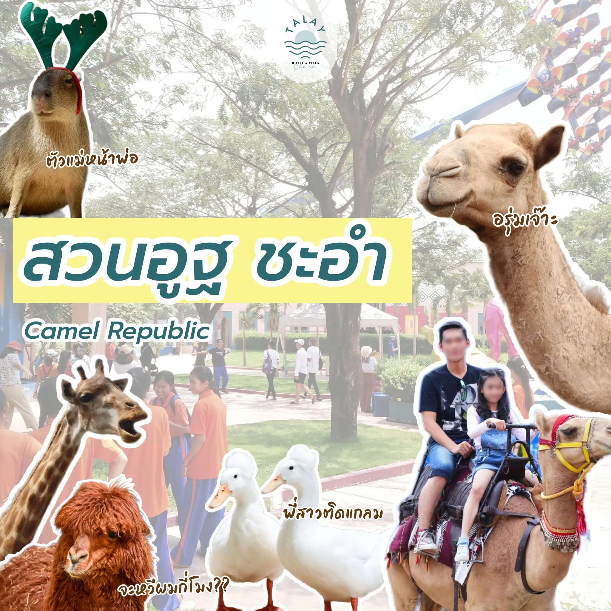 สวนอูฐ ชะอำ Camel Republic